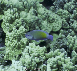 Parrott Fish, Big Island, Hawaii.  Olympus SP350. by Bill Arle 
